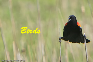Birds Photo Slide Show