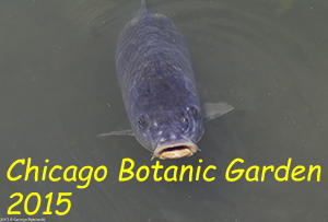 Chicago Botanic Garden 2015 Photo Slide Show
