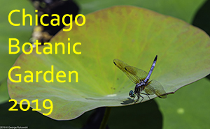 Chicago Botanic Garden 2019 Photo Slide Show