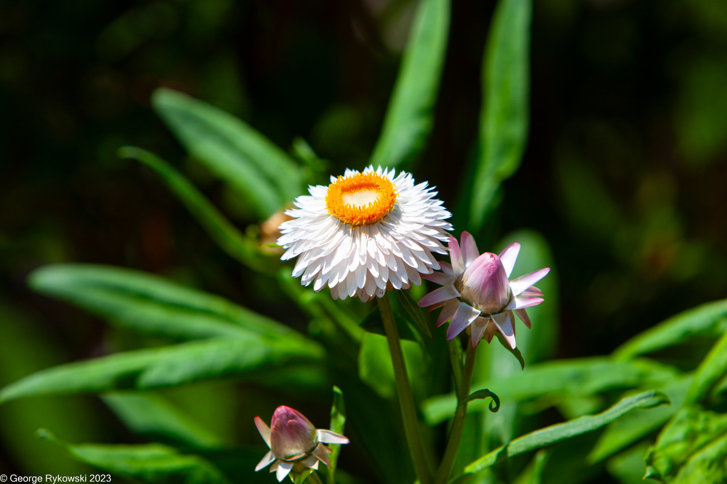 ChicagoBotanicGarden2023-3621.jpg