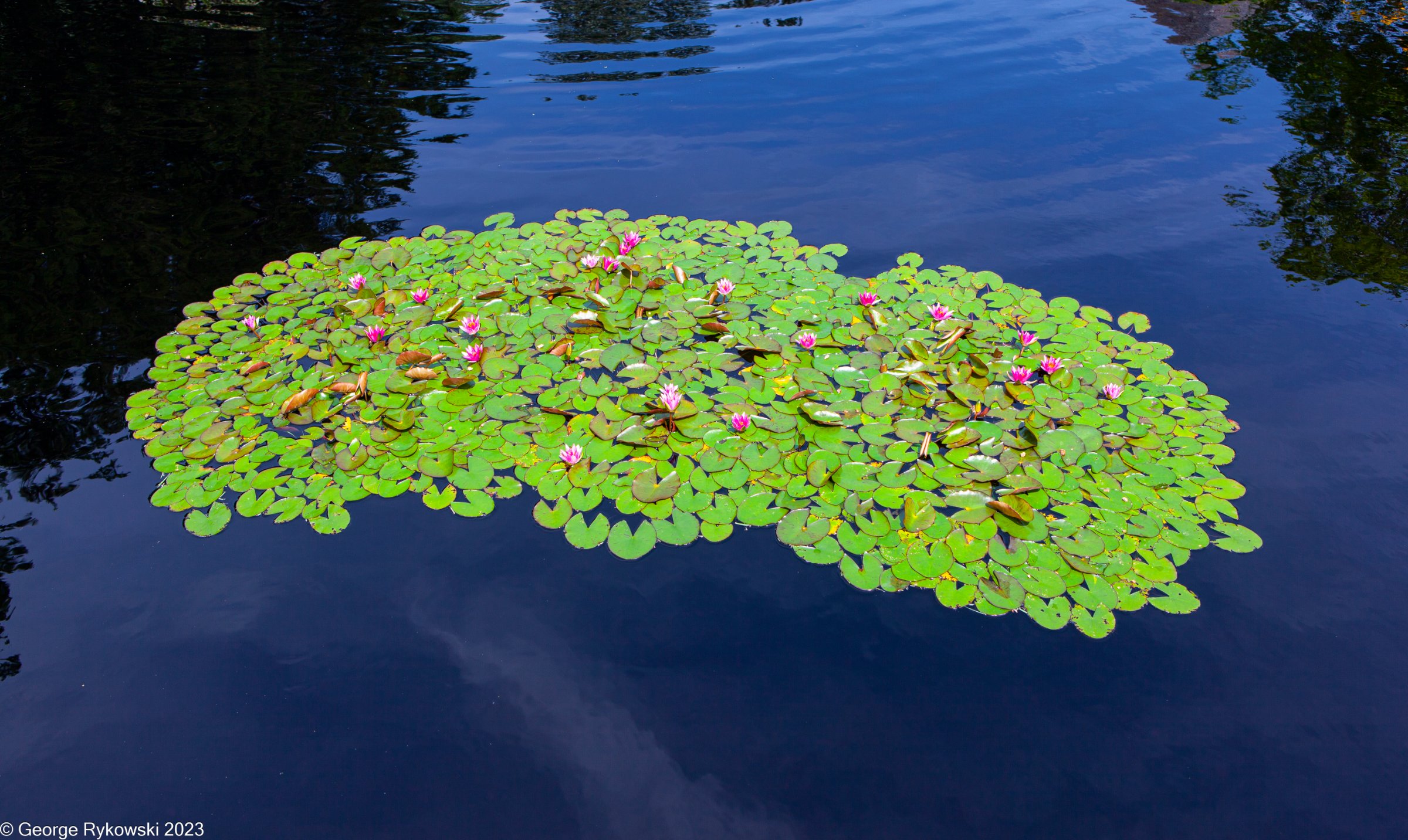 ChicagoBotanicGarden2023-3671.jpg