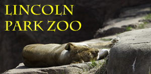 Lincoln Park Zoo Photo Slide Show