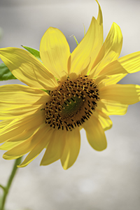 Sunflowers 2010 Photo Slide Show