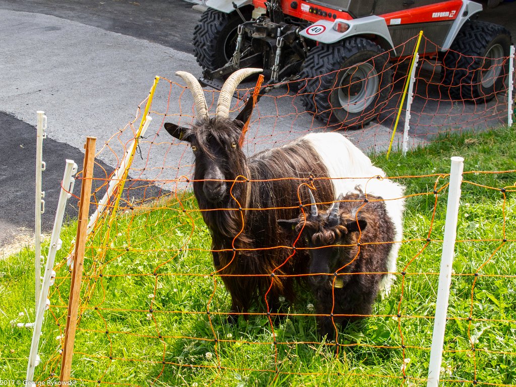 SwissVacation2017-3687
