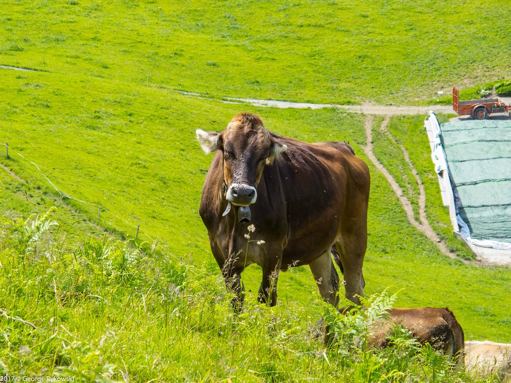 SwissVacation2017-3692