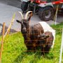 SwissVacation2017-3687.jpg
