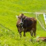 SwissVacation2017-3692.jpg