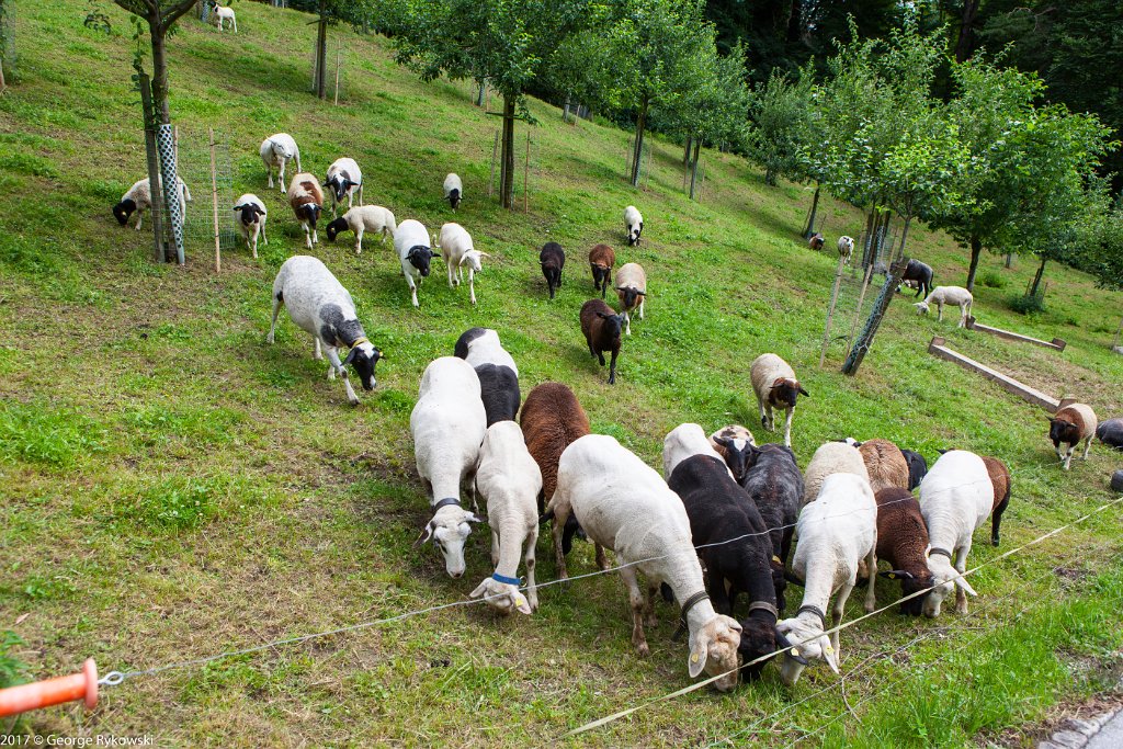 SwissVacation2017-1421