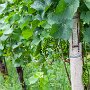 SwissVacation2017-1426.jpg