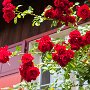 SwissVacation2017-1434.jpg