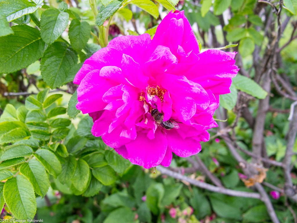 SwissVacation2017-3816