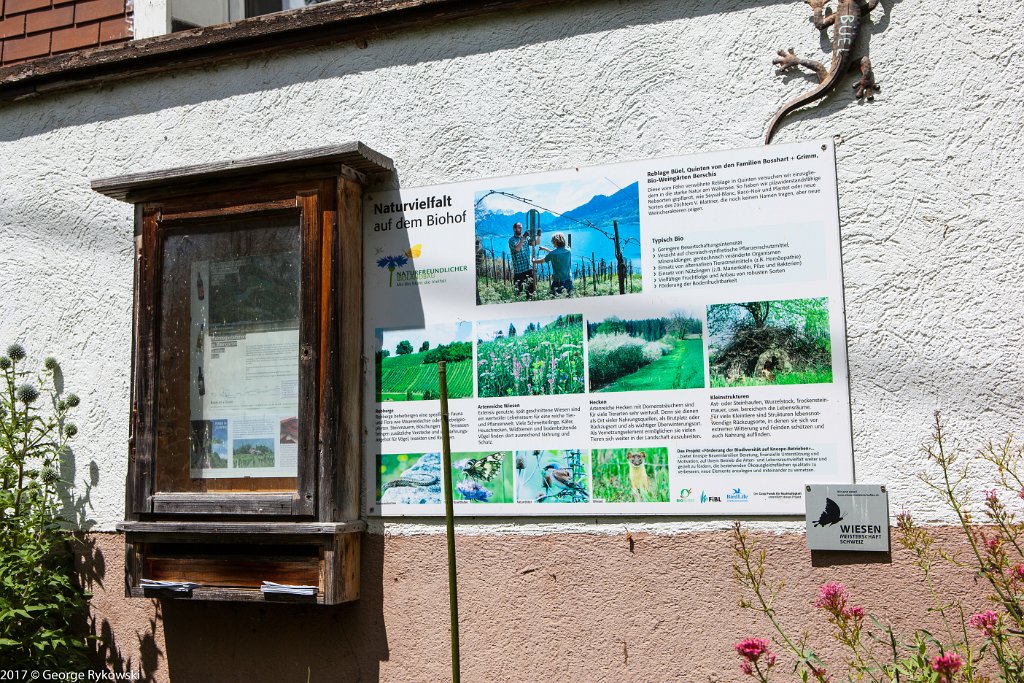 SwissVacation2017-1518