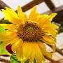 SwissVacation2017-1523.jpg