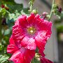 SwissVacation2017-1537.jpg