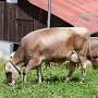 SwissVacation2017-1608.jpg