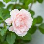 SwissVacation2017-1624.jpg