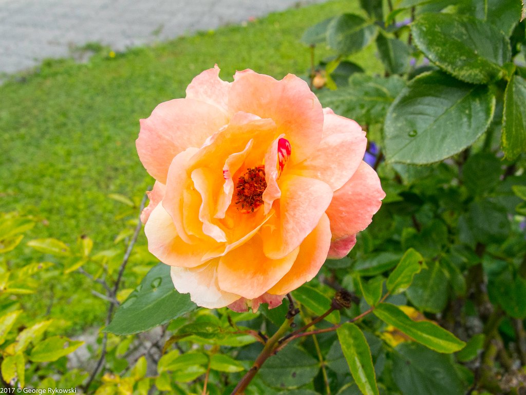 SwissVacation2017-3846