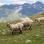 SwissVacation2017-3881.jpg