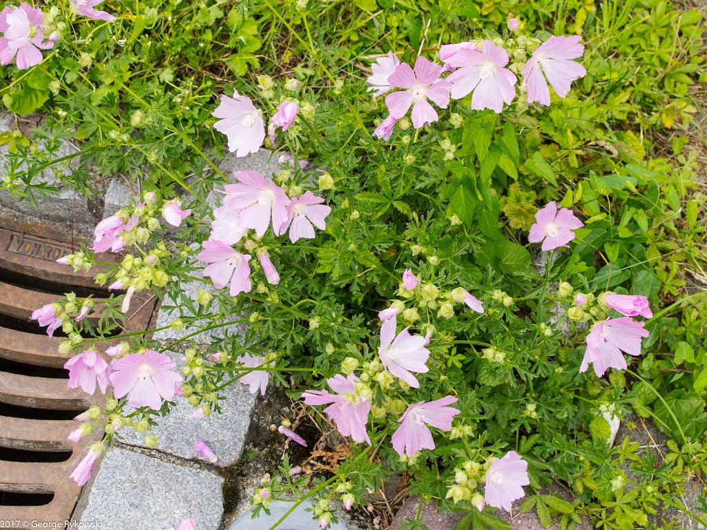 SwissVacation2017-4002