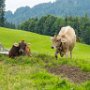 SwissVacation2017-4014.jpg