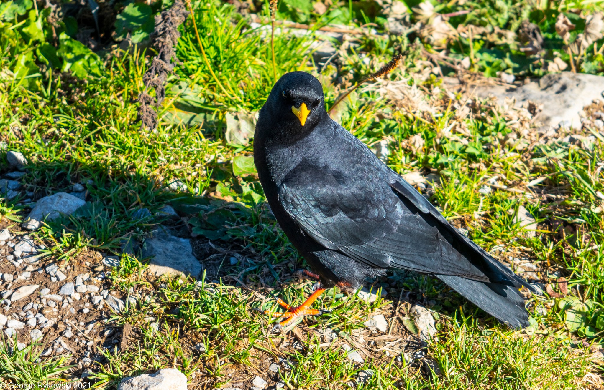 SwissVacation2019-2-1031.jpg