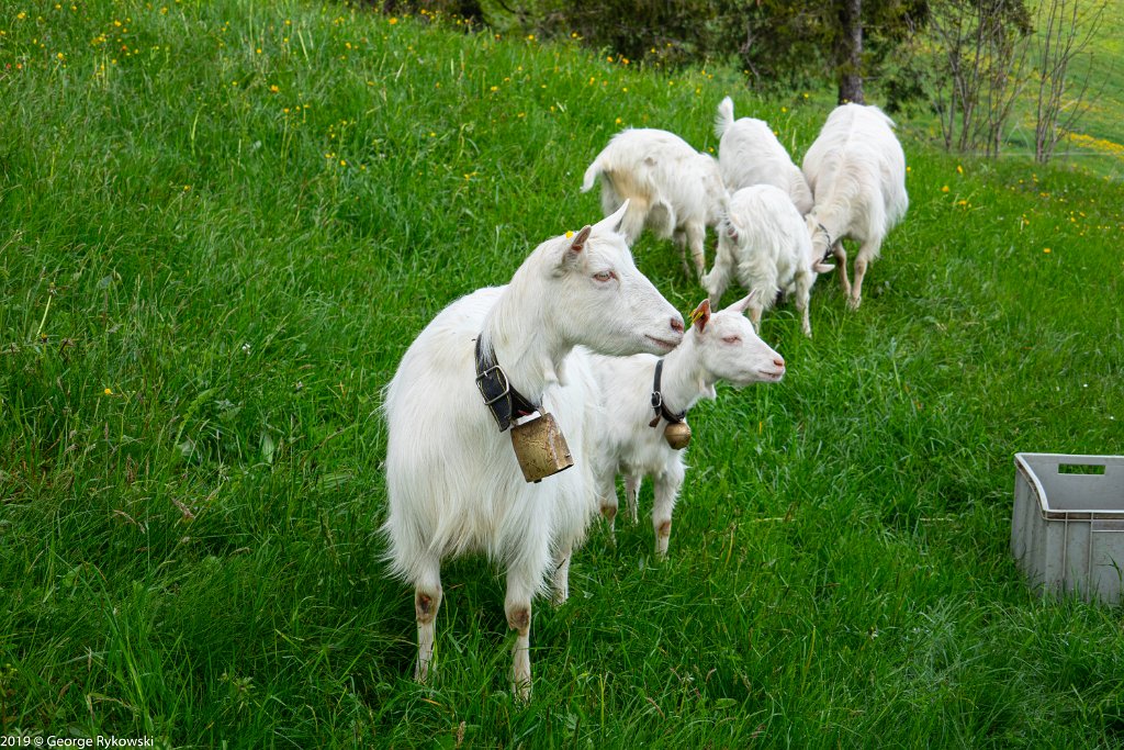 SwissVacation2019-0630