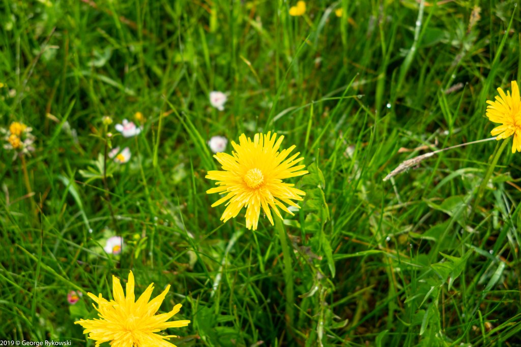 SwissVacation2019-0631