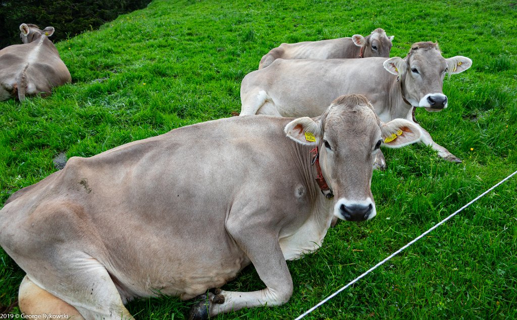 SwissVacation2019-0636