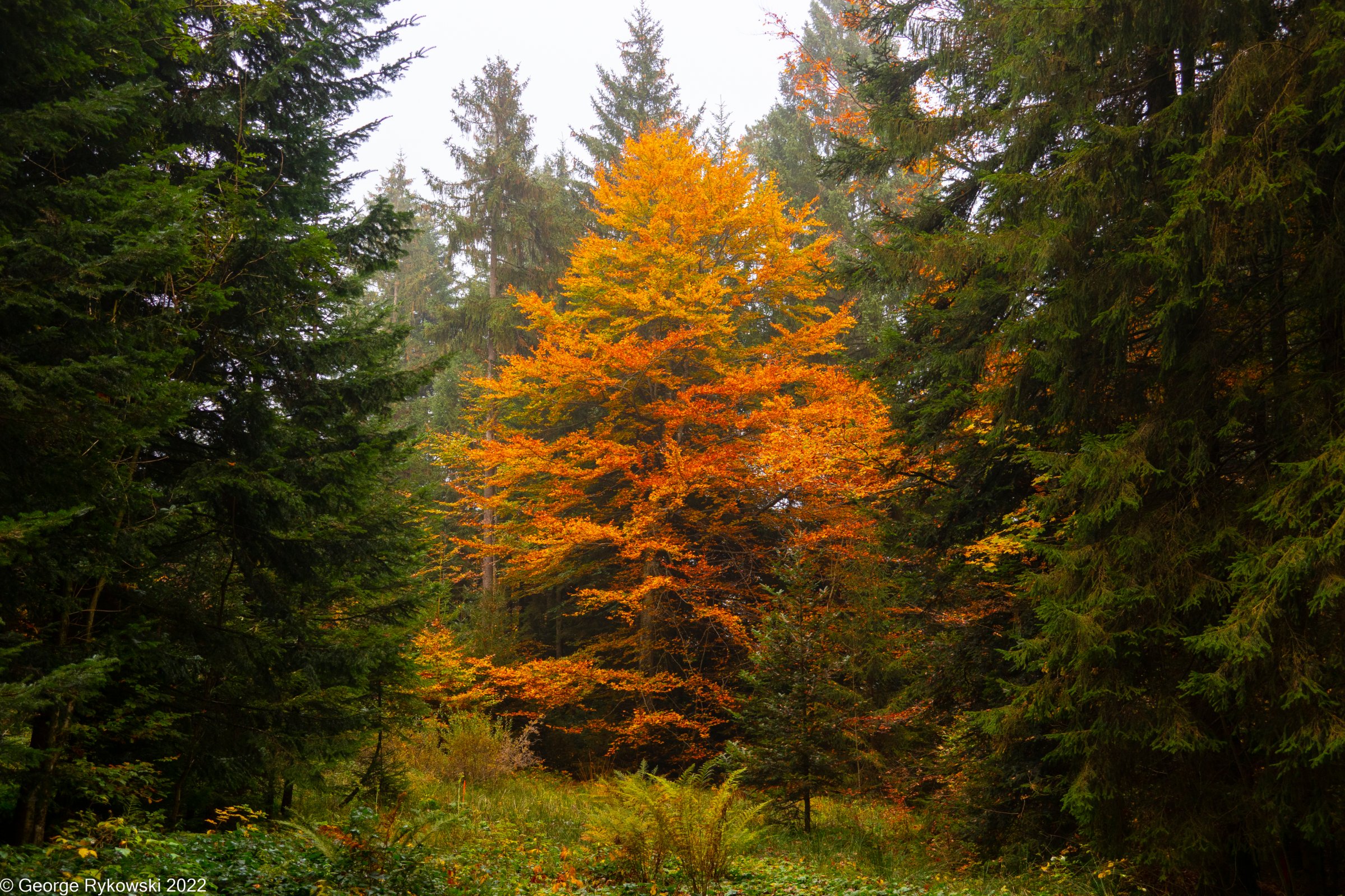 SwissVacation2022-2645.jpg
